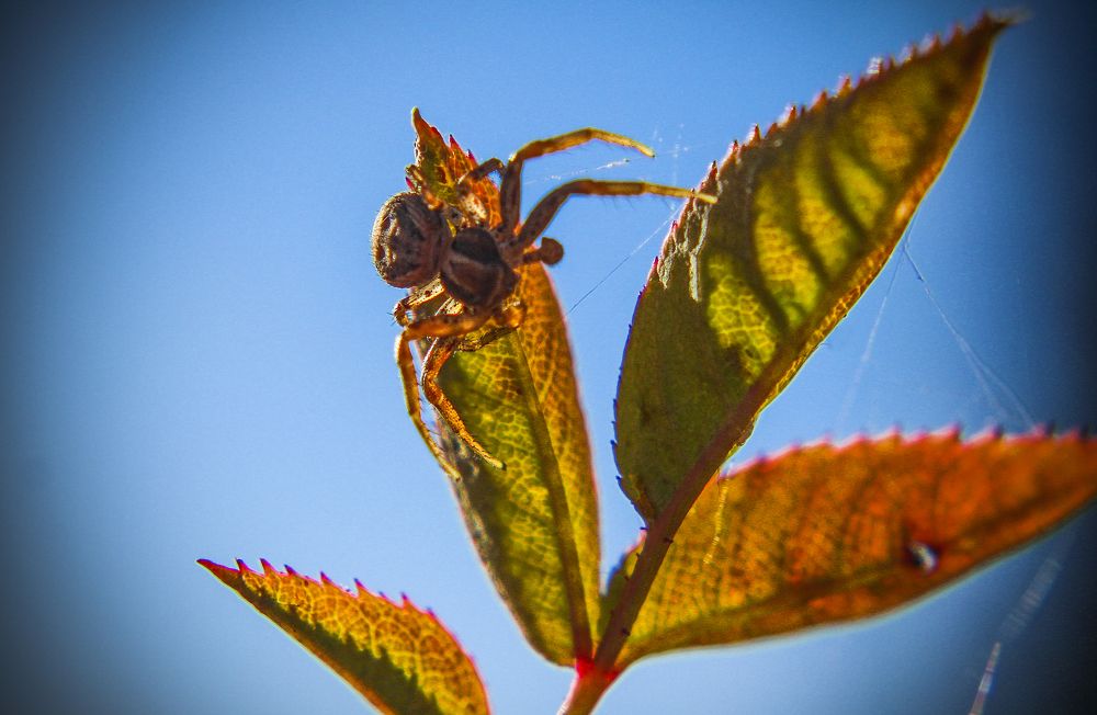 The spider sun-bathe in the autumn sun