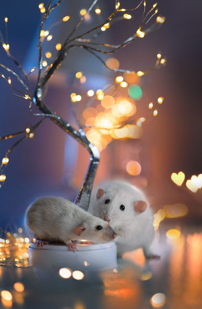 Photograph by Лия Милк