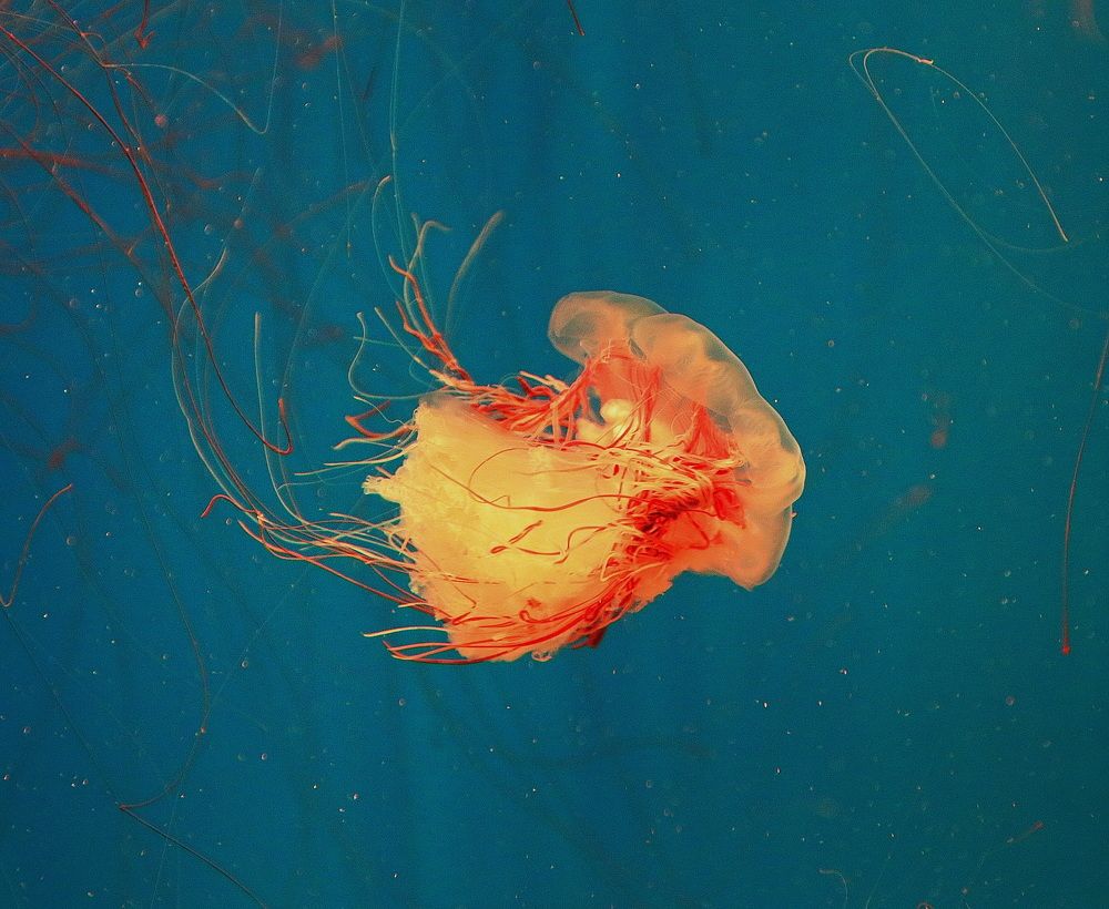 Фотография автора АЛЕКСАНДР ЦЫГЕЛЬНЮК