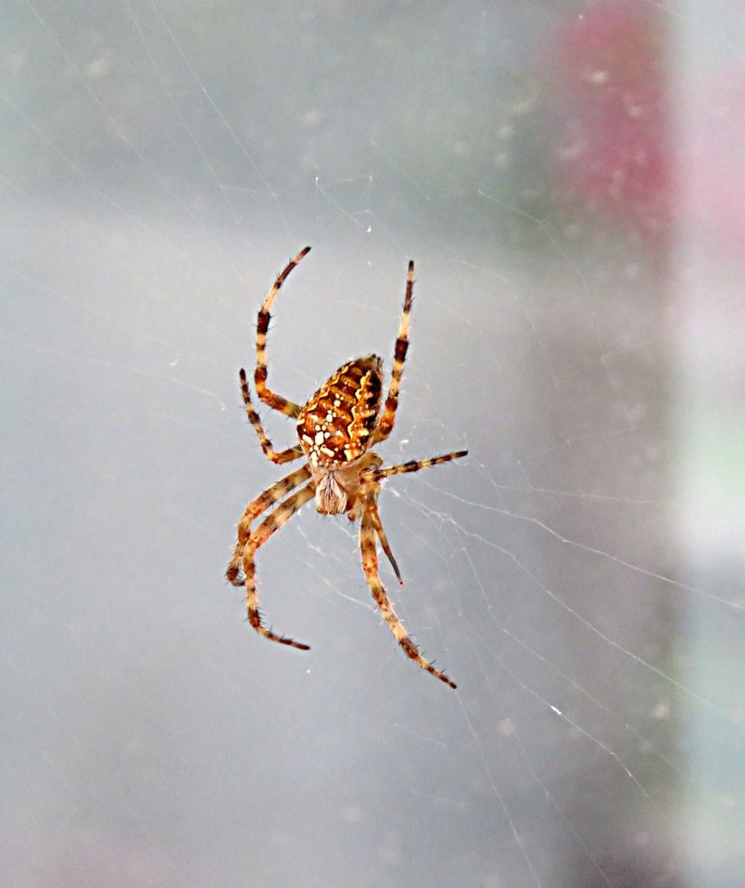 Photograph by Галина Пименова