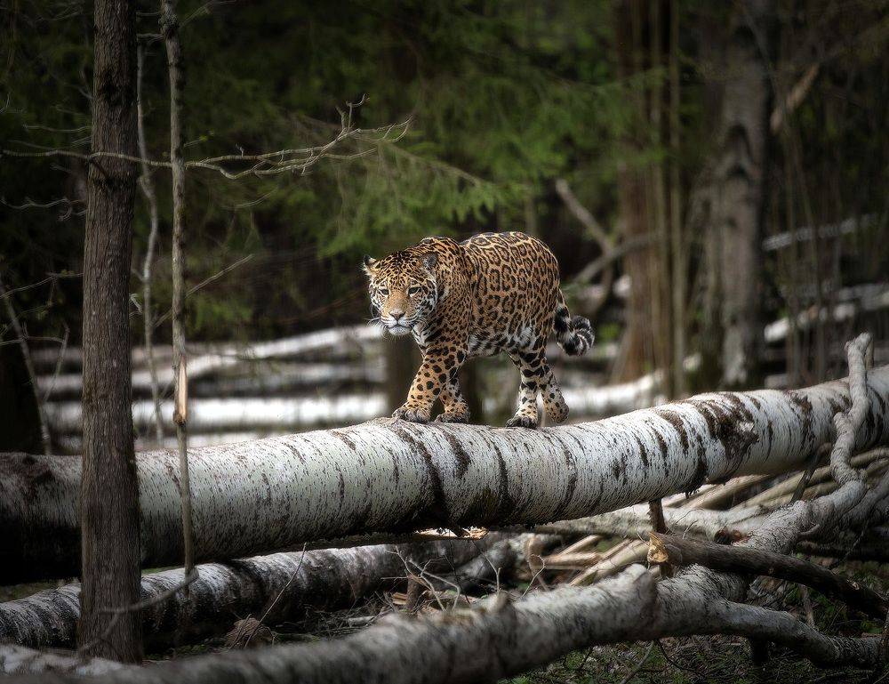 Photograph by Андрей Автухов