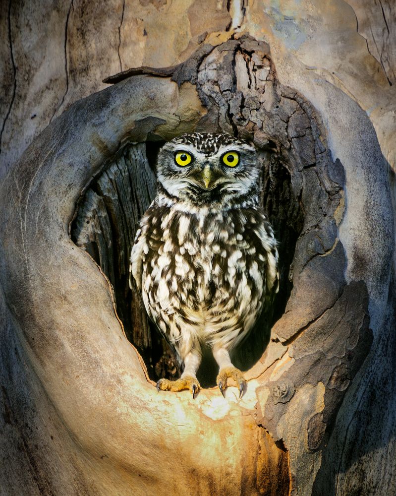 Фотография автора Jorge Rey Azabal