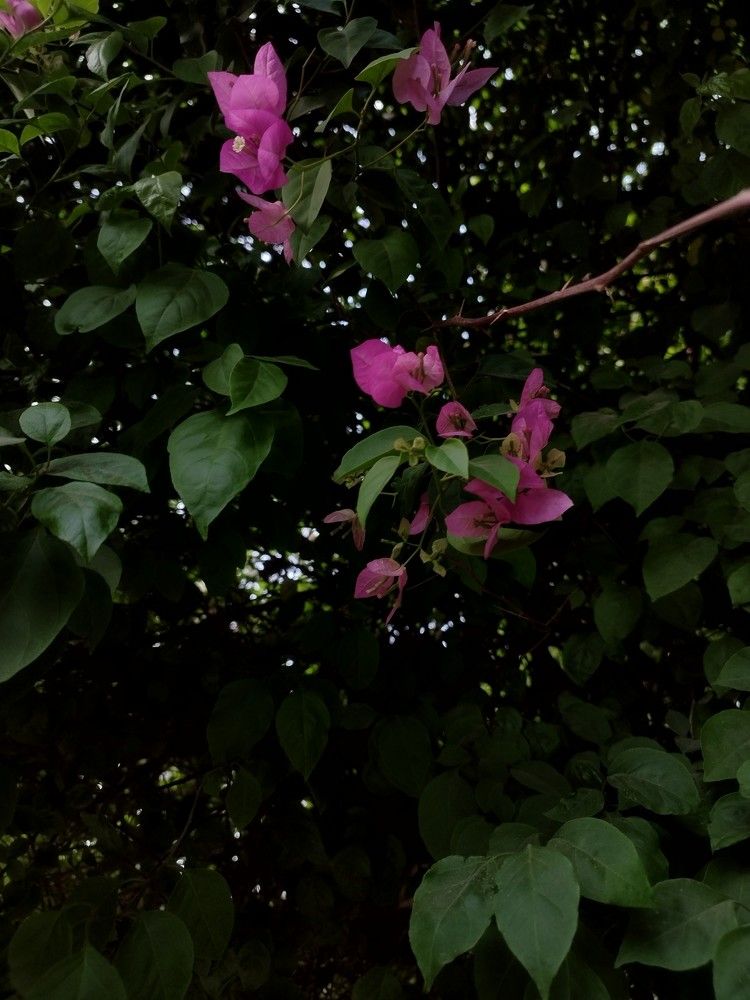 Photograph by Devyanshi Negi