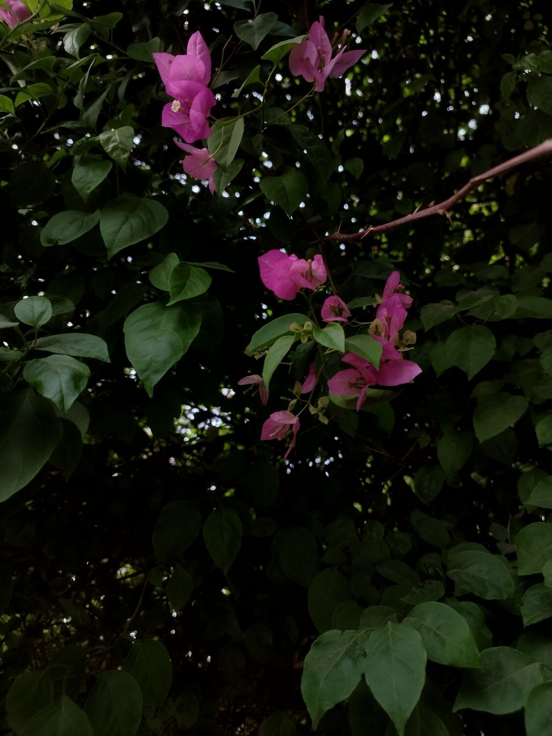 Photo #10559858