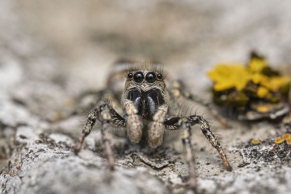 Zebra spider