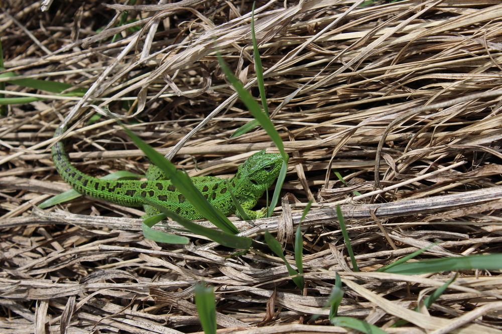Photograph by Елена Коробченко