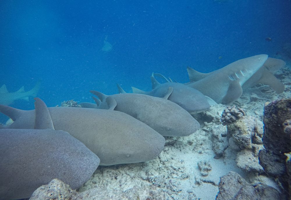 Photograph by Inna Ivanova