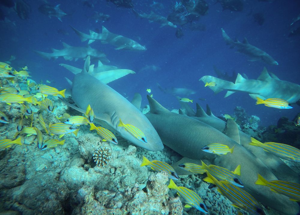 Photograph by Inna Ivanova