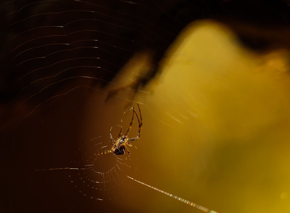 Фотография автора Вадим Демченко