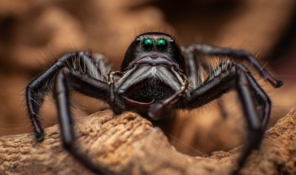 Photograph by Celis Norman