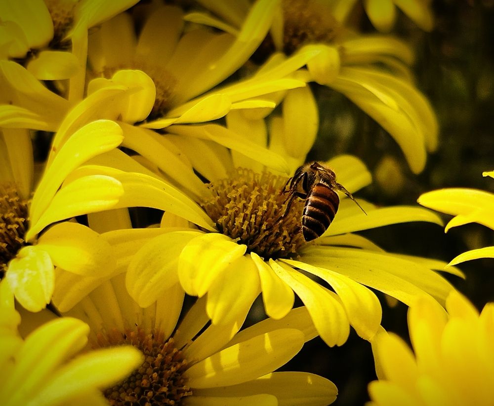 Photograph by Bishan Majumdar