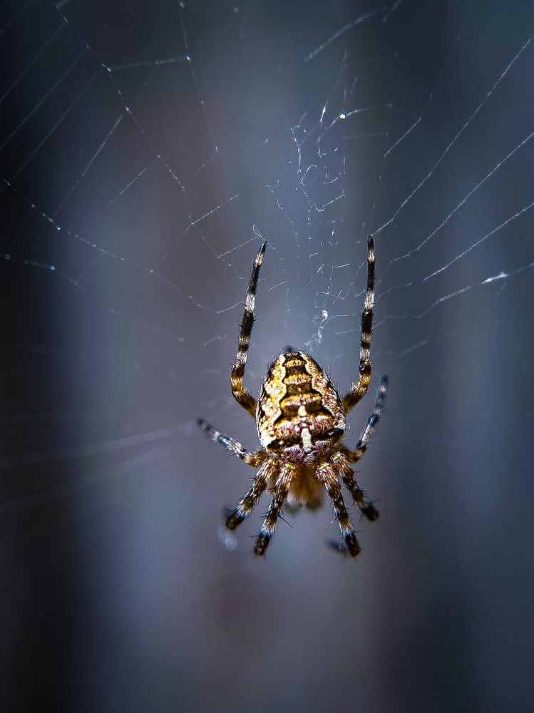 Photograph by Анна Пигулевская