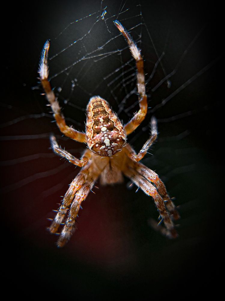 Photograph by Анна Пигулевская