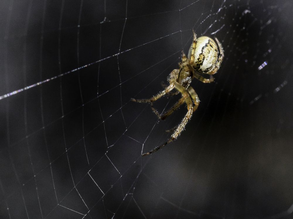 Photograph by Borsan Claudiu Valentin