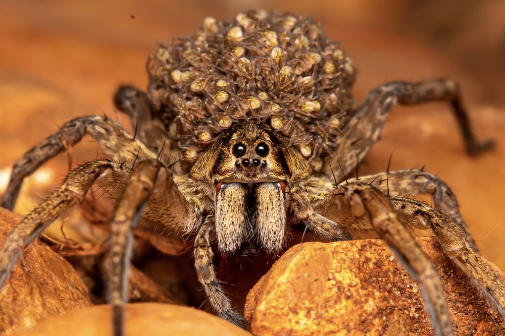 Photograph by Thiago Antunes