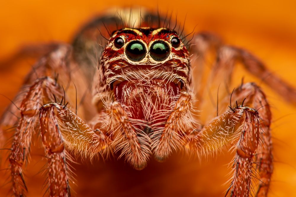 Photograph by Thiago Antunes