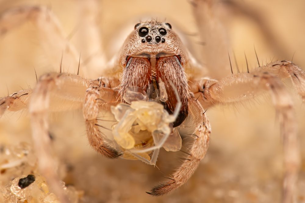 Photograph by Thiago Antunes