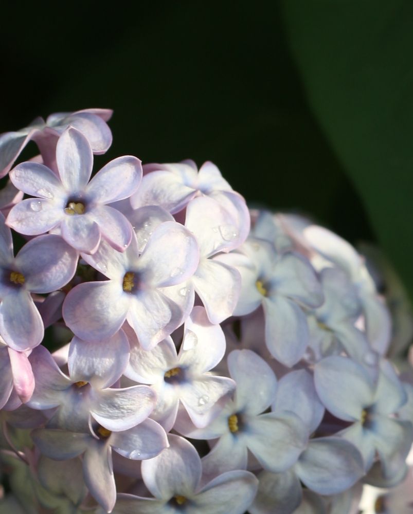 Photograph by АЛЛА ТАРАСЕНКО