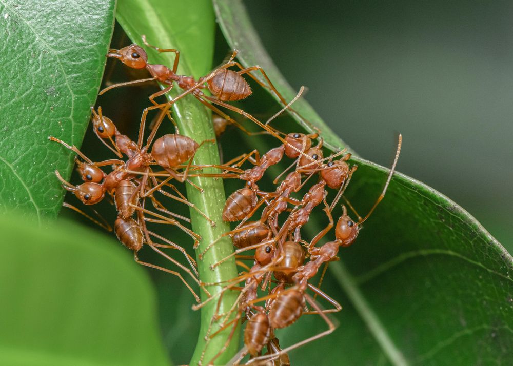 Фотография автора Rajeev Amaratunga