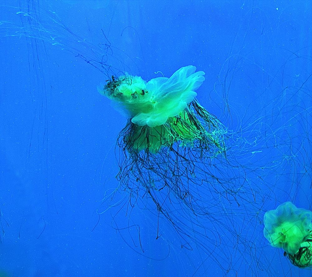 Фотография автора АЛЕКСАНДР ЦЫГЕЛЬНЮК