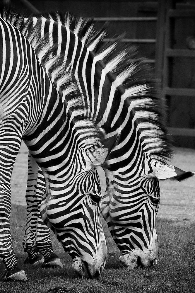 Photograph by Елена Кириллова