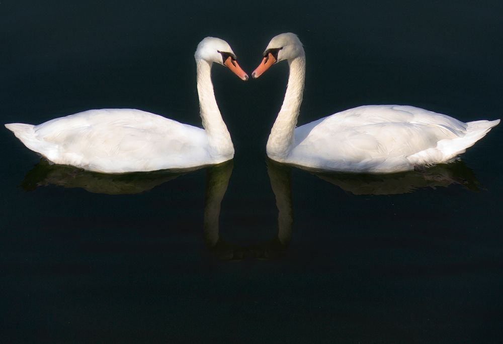the dance of the swans