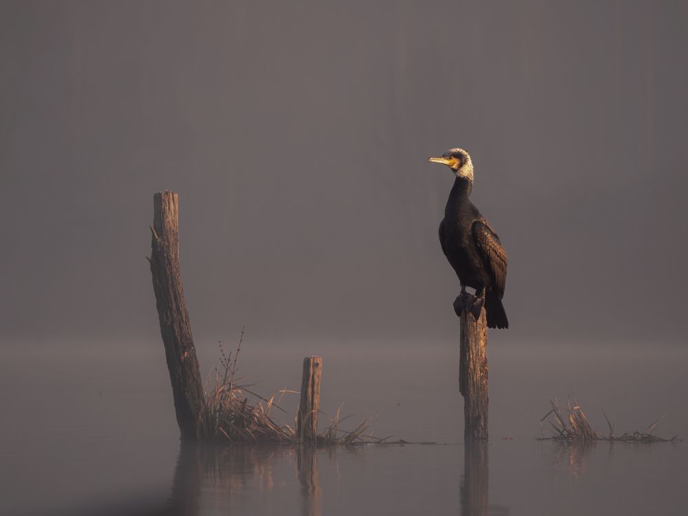 Photograph by Adam Lorenc