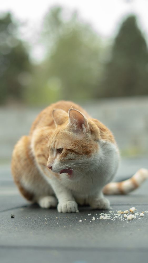cats on foods