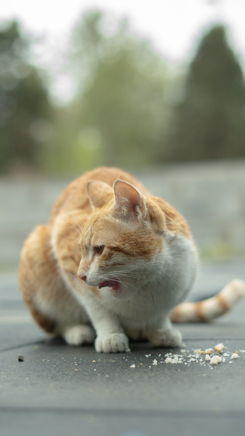 cats on foods