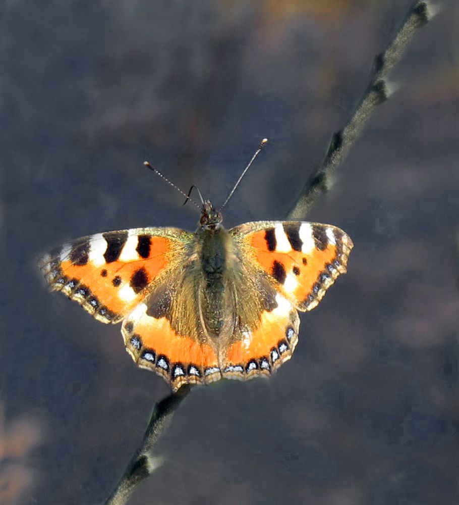 Photograph by Анастасия Пухова