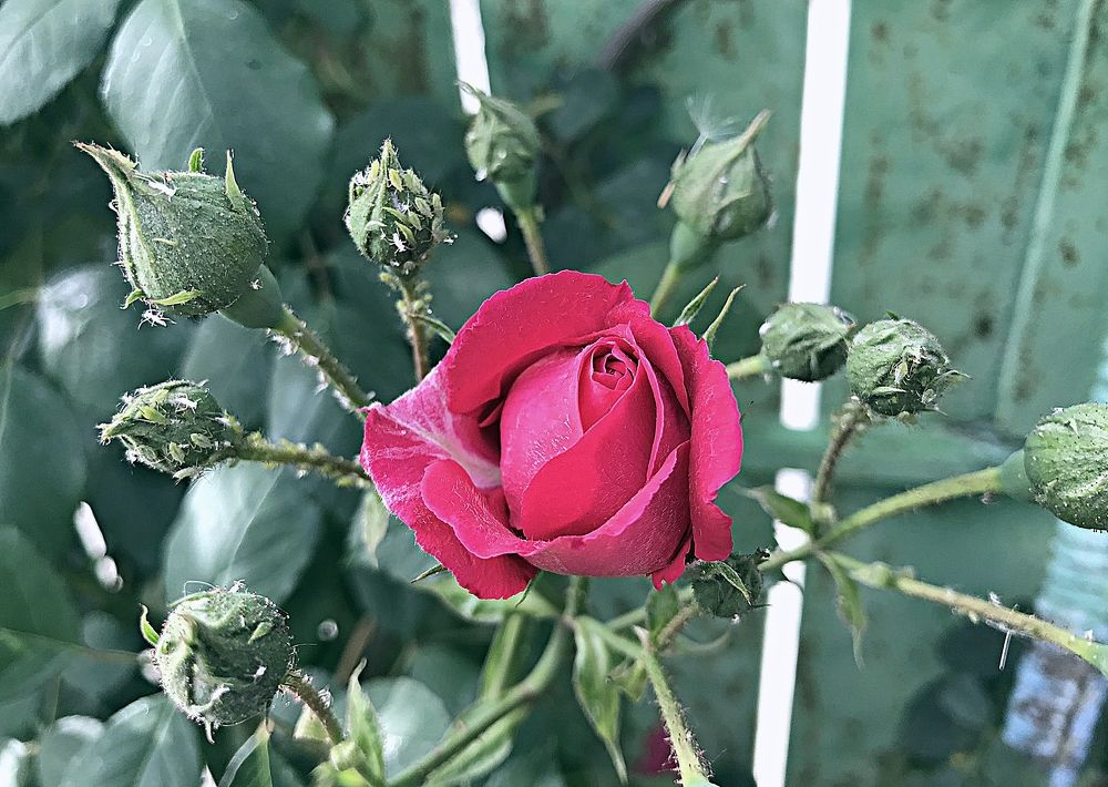 Photograph by рамаз хонелидзе