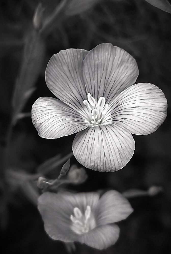 Photograph by Галина Воеводенко