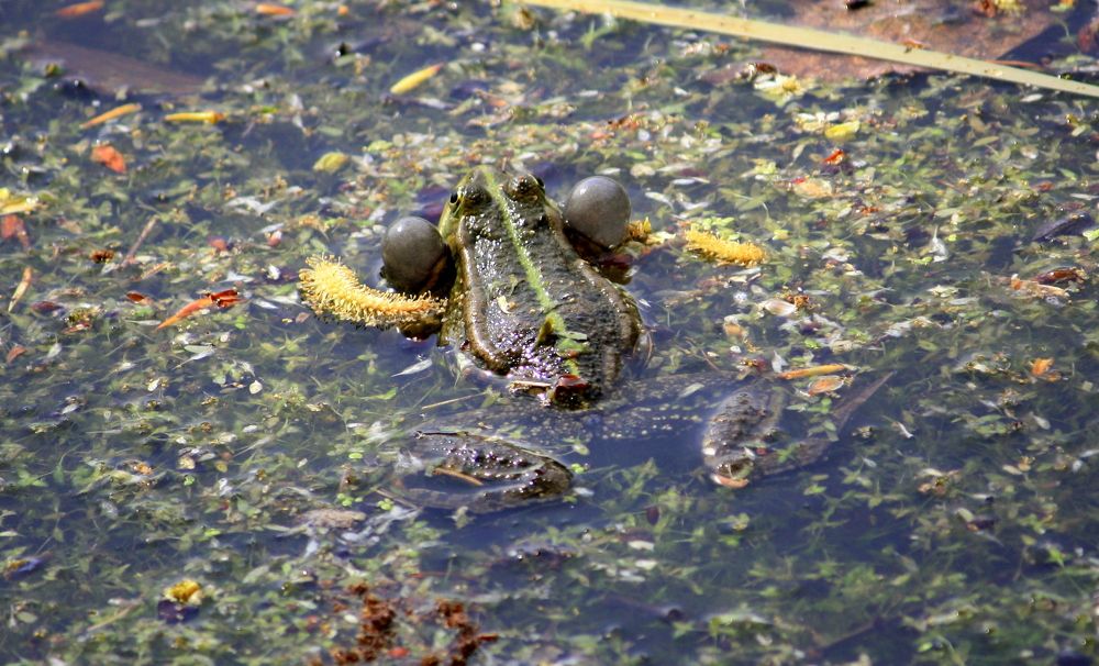 Photograph by Ольга Павлова