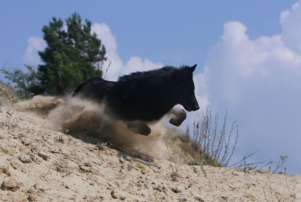 Тень и пыль