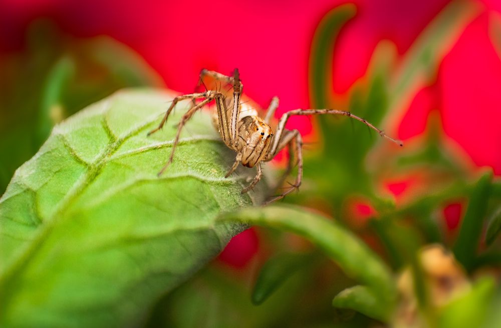 Photograph by Sadhiq Mohammad