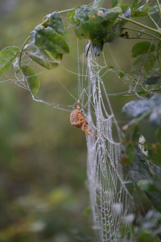 Photograph by Наталья Ченчикова