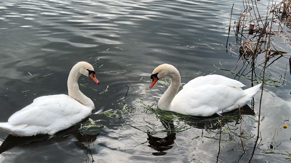 Лебеди прилетели