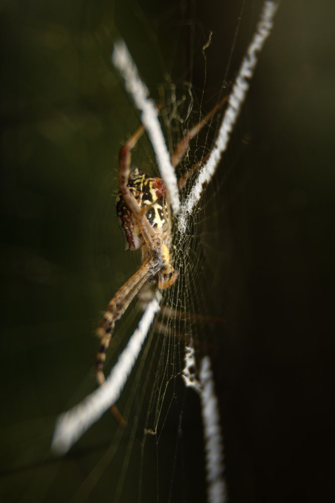Photograph by Shehan Dondeenu