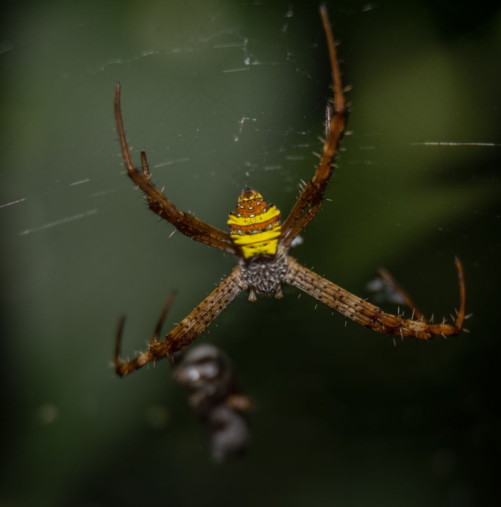 Photograph by Shehan Dondeenu