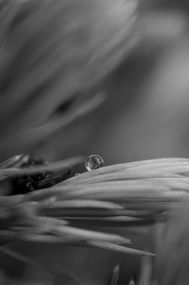 Photograph by Анжелика Сороколетова