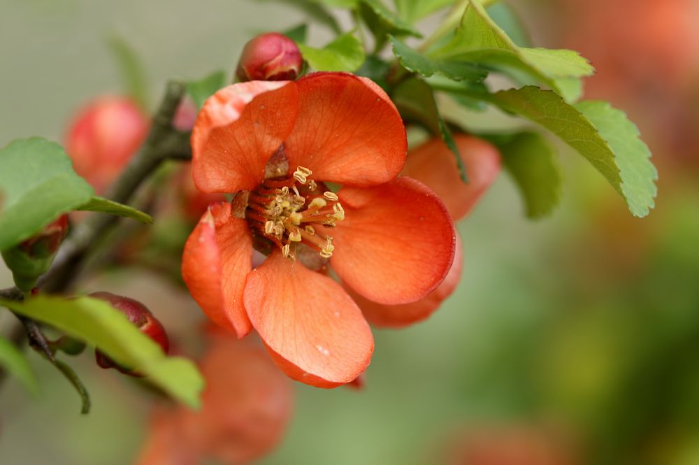 Photograph by Шруб (Беляева) Татьяна