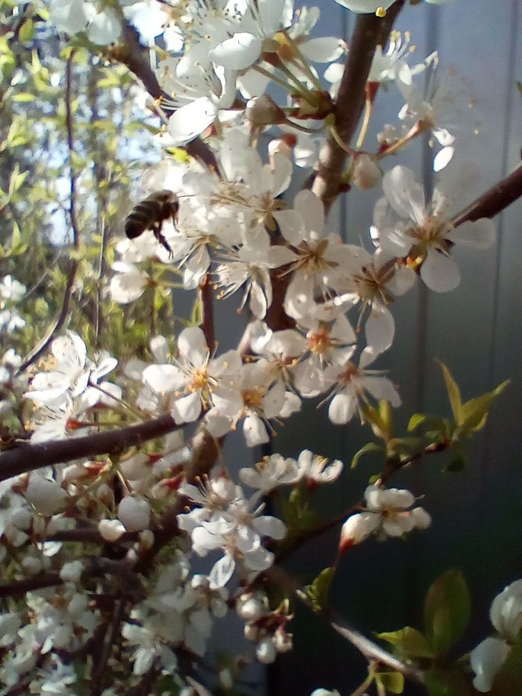 Полет Шмеля