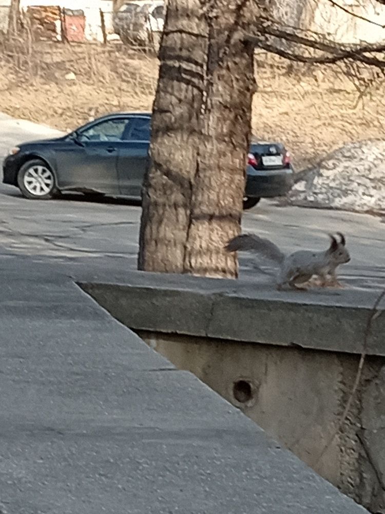 По беличьим делам