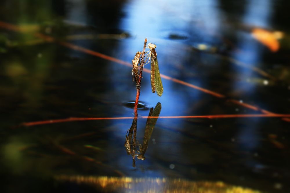 Метаморфозы.