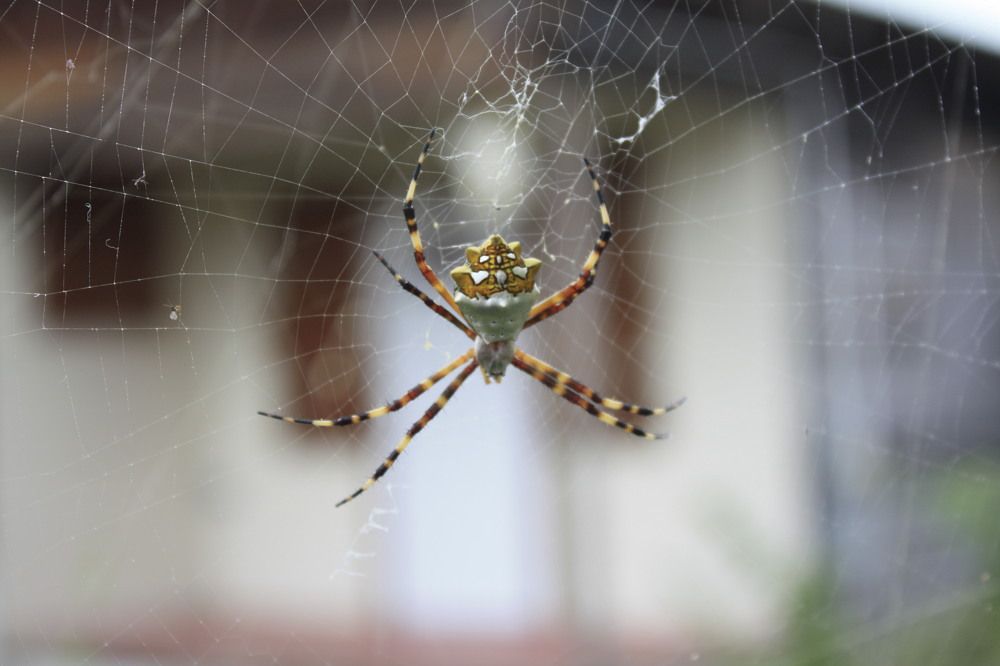 Photograph by Delano Ifill