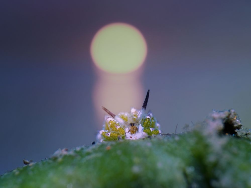 Photograph by Aldo Galante