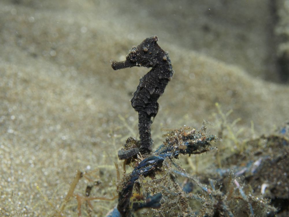 Photograph by Aldo Galante