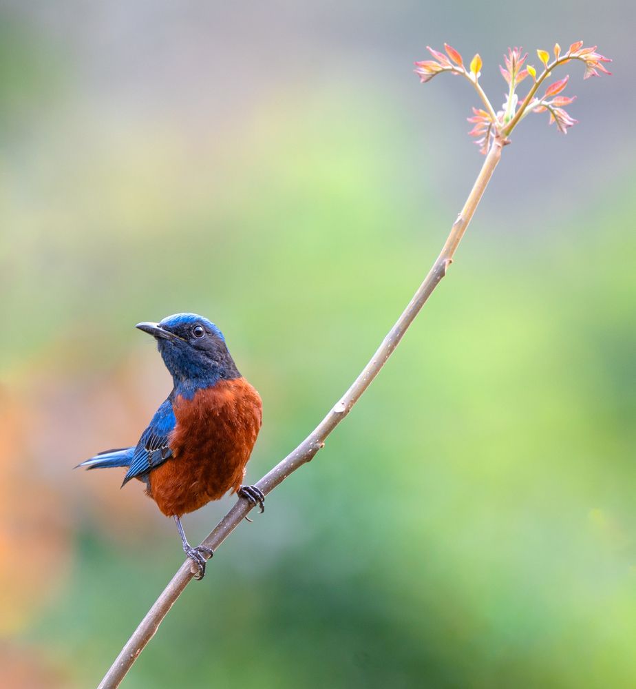 Photograph by Abhishek Manna