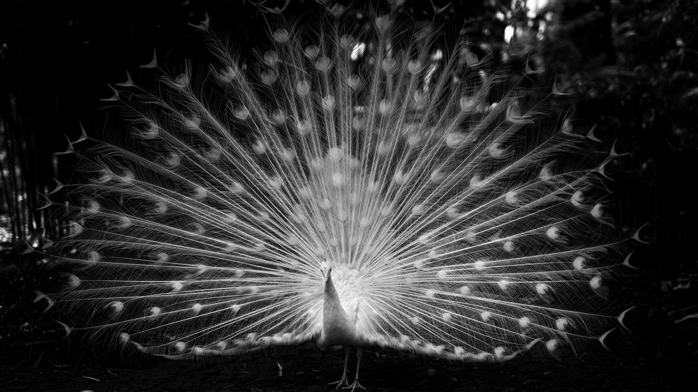 Photograph by Oksana Simak