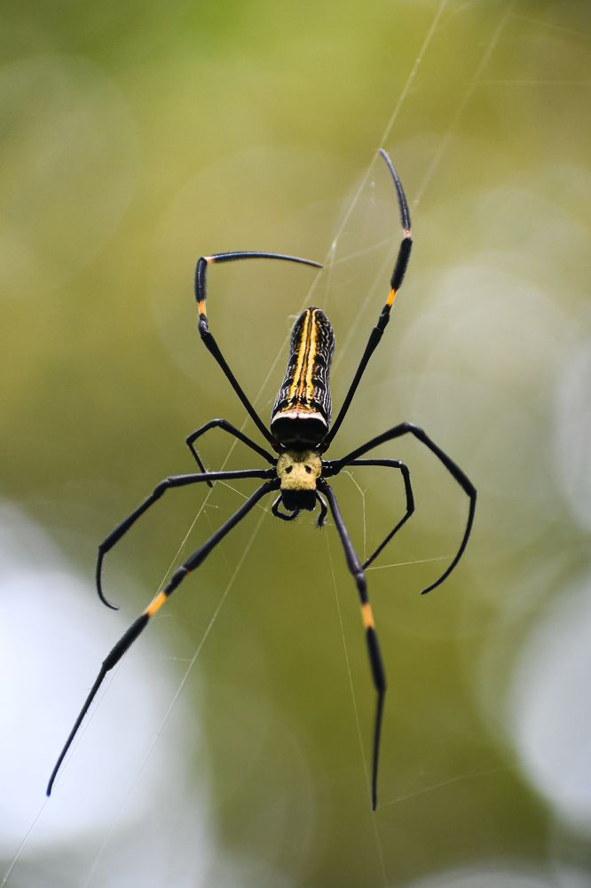 Photograph by Pritam Mandal